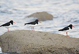 Three Oystercatchers on Clyde shoreline