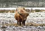 Highland Cow, Argyll