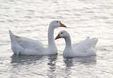 Two Geese