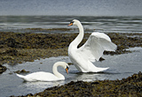 Mute Swans, Loch Long