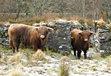 Highland cattle, Argyll