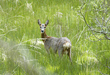 Roe Deer, Isle of Mull