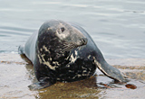 Grey Seal, Isle of Mull