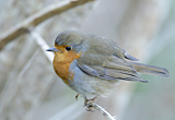 Robin, Isle of Mull