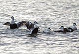 Eider Ducks, River Clyde