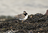 Ringed Plover, Clyde shoreline