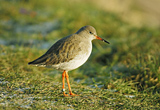 Redshank