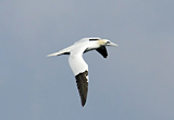 Gannet