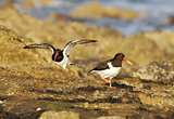 Two Oystercatchers, Clyde shoreline