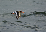 Oystercatcher in flight
