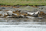 Common Seals, Kyles of Bute