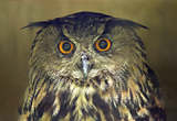 Eagle Owl