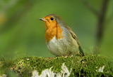 Robin at Pucks Glen, Dunoon