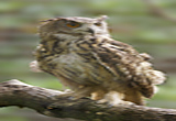 Eagle Owl