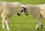 'Hello Ewe'