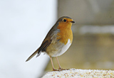 dsc1326a_cr_640_wm
