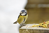 dsc1331a_640_wm