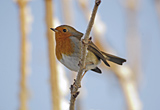 Birds in snow