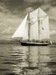 Tall Ships Race, Clyde July 2011