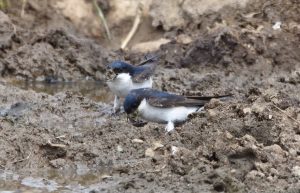 Housemartins Collecting Mud