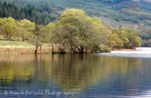 Reflections, Loch Eck, Argyll