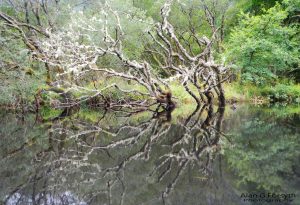 Tree Reflections, Loch Eck, Argyll