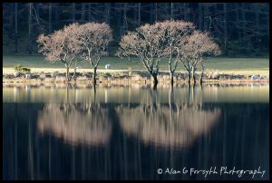 Reflections, Loch Eck, Argyll