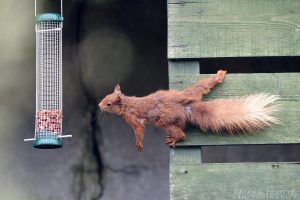 Red Squirrel (the Acrobat)