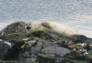 Common Seal at Machrihanish, Kintyre, Argyll