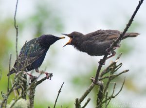 Juvenile Starling Being Fed