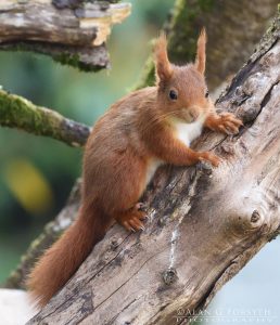 Red Squirrel