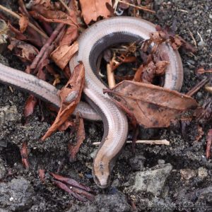 Slow Worm