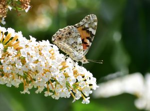 Painted Lady Butterfly