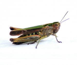 Field Grasshopper