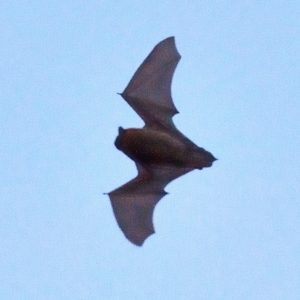 Pipistrelle Bat