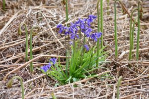 Bluebells