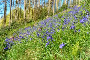 Bluebells