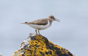Common Sandpiper