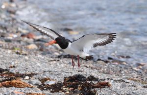 Oystercatcher in Flight