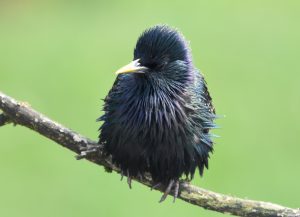 Starling