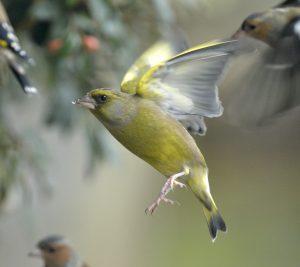 Greenfinch in Flight