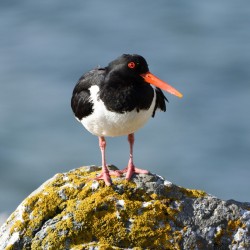 Oystercatcher Oystercatcher