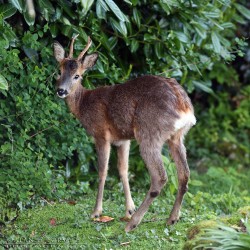 Roe Deer (juvenile, male) Roe Deer (juvenile, male)