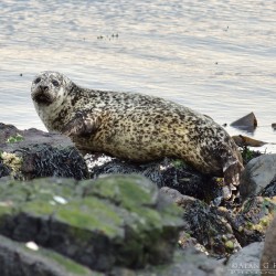 Common Seal at Machrihanish, Kintyre, Argyll Common Seal at Machrihanish, Kintyre, Argyll