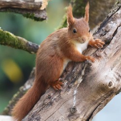 Red Squirrel Red Squirrel