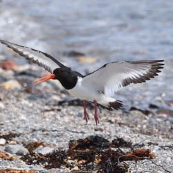 Oystercatcher in Flight Oystercatcher in Flight