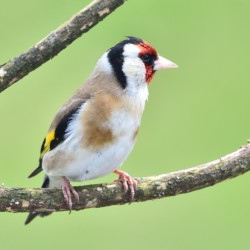 Goldfinch Goldfinch