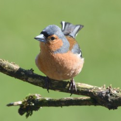 Chaffinch (male) Chaffinch (male)